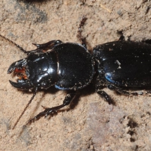 Carenum sp. (genus) at Coree, ACT - 31 Jul 2018