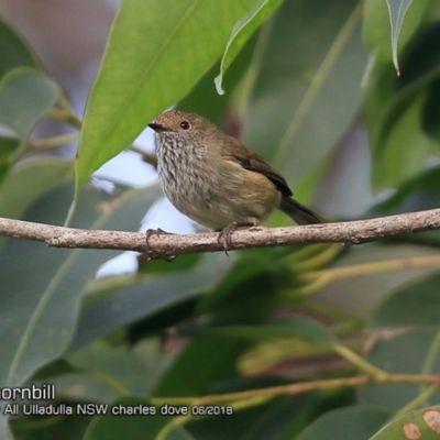 Acanthiza pusilla (Brown Thornbill) at Ulladulla Reserves Bushcare - 15 Jun 2018 by CharlesDove