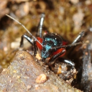 Ectomocoris patricius at Coree, ACT - 4 Aug 2018