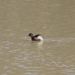 Tachybaptus novaehollandiae (Australasian Grebe) at Jerrabomberra, ACT - 6 Aug 2015 by Mike