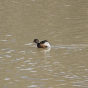 Tachybaptus novaehollandiae at Jerrabomberra, ACT - 6 Aug 2015 10:15 AM