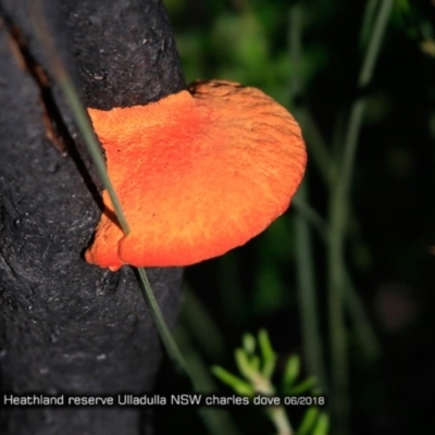 Trametes coccinea (Scarlet Bracket) at - 14 Jun 2018 by Charles Dove