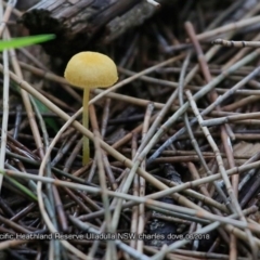 Agarics gilled fungi at South Pacific Heathland Reserve - 15 Jun 2018 by Charles Dove