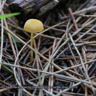 Agarics gilled fungi at South Pacific Heathland Reserve - 15 Jun 2018 by Charles Dove