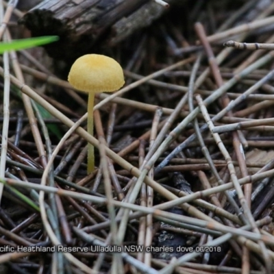 Agarics gilled fungi at South Pacific Heathland Reserve - 16 Jun 2018 by CharlesDove