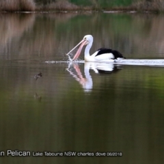 Pelecanus conspicillatus (Australian Pelican) at Undefined - 14 Jun 2018 by Charles Dove