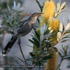 Anthochaera chrysoptera (Little Wattlebird) at Undefined - 10 Jun 2018 by Charles Dove