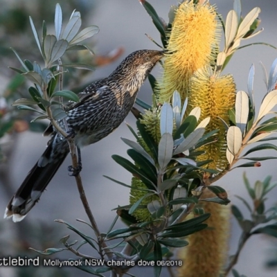 Anthochaera chrysoptera (Little Wattlebird) at Undefined - 10 Jun 2018 by Charles Dove