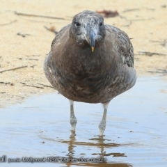 Larus pacificus (Pacific Gull) at Undefined - 7 Jun 2018 by Charles Dove