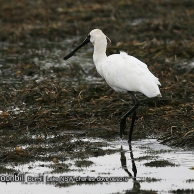 Platalea regia (Royal Spoonbill) at Burrill Lake, NSW - 9 Jun 2018 by CharlesDove