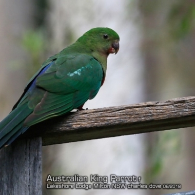 Alisterus scapularis (Australian King-Parrot) at Undefined - 3 Jun 2018 by CharlesDove