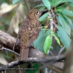 Zoothera lunulata (Bassian Thrush) at Ulladulla, NSW - 2 Jun 2018 by Charles Dove