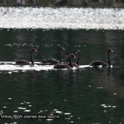 Cygnus atratus (Black Swan) at Undefined - 2 Jun 2018 by Charles Dove