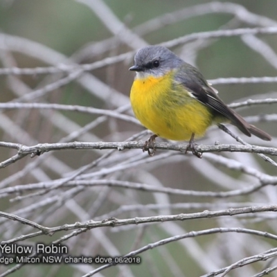 Eopsaltria australis (Eastern Yellow Robin) at Undefined - 3 Jun 2018 by CharlesDove