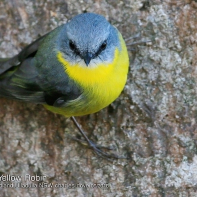 Eopsaltria australis (Eastern Yellow Robin) at Ulladulla - Warden Head Bushcare - 2 Jun 2018 by CharlesDove