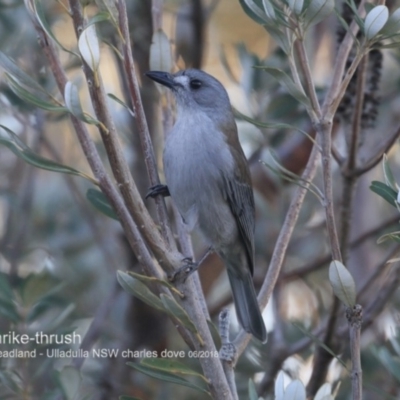 Colluricincla harmonica (Grey Shrikethrush) at Ulladulla, NSW - 8 Jun 2018 by CharlesDove