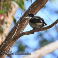 Cracticus torquatus (Grey Butcherbird) at Undefined - 6 Jun 2018 by CharlesDove