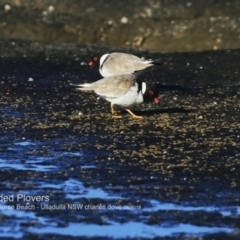 Charadrius rubricollis (Hooded Plover) at South Pacific Heathland Reserve - 2 Jun 2018 by CharlesDove