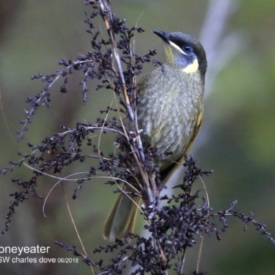 Meliphaga lewinii (Lewin's Honeyeater) at Garrads Reserve Narrawallee - 6 Jun 2018 by Charles Dove