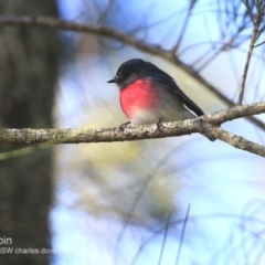 Petroica rosea (Rose Robin) at Undefined - 7 Jun 2018 by CharlesDove