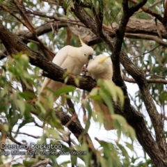 Cacatua galerita (Sulphur-crested Cockatoo) at Undefined - 6 Jun 2018 by CharlesDove
