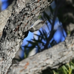 Daphoenositta chrysoptera (Varied Sittella) at Meroo National Park - 3 Jun 2018 by CharlesDove