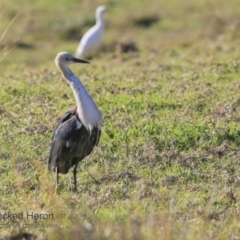 Ardea pacifica (White-necked Heron) at Milton Rainforest Walking Track - 6 Jun 2018 by CharlesDove