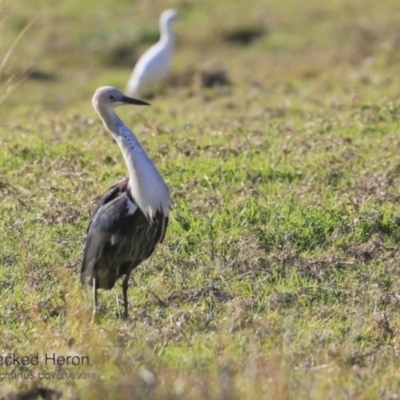 Ardea pacifica (White-necked Heron) at Milton Rainforest Walking Track - 6 Jun 2018 by CharlesDove