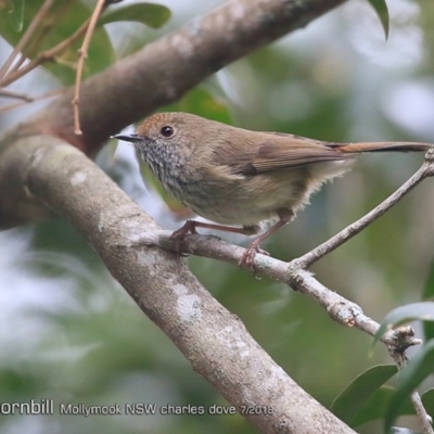 Acanthiza pusilla (Brown Thornbill) at Mollymook Beach, NSW - 29 Jul 2018 by CharlesDove