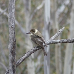 Cracticus torquatus at Majura, ACT - 6 Aug 2018 02:44 PM