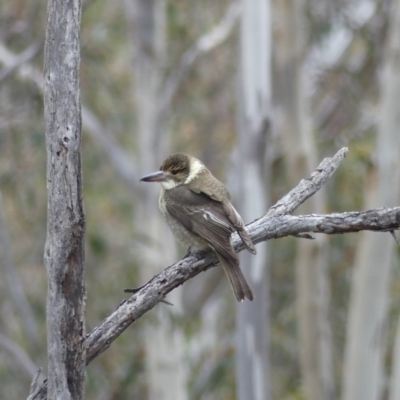 Cracticus torquatus (Grey Butcherbird) at Majura, ACT - 6 Aug 2018 by WalterEgo
