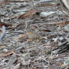 Turnix varius (Painted Buttonquail) at Hackett, ACT - 6 Aug 2018 by WalterEgo