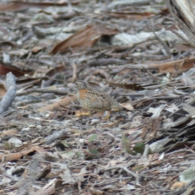 Turnix varius (Painted Buttonquail) at Hackett, ACT - 6 Aug 2018 by WalterEgo