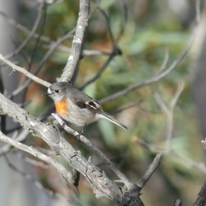 Petroica boodang at Majura, ACT - 6 Aug 2018 02:04 PM