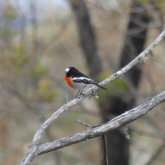 Petroica boodang at Majura, ACT - 6 Aug 2018 02:04 PM