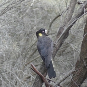 Zanda funerea at Majura, ACT - 6 Aug 2018