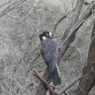 Zanda funerea (Yellow-tailed Black-Cockatoo) at Majura, ACT - 6 Aug 2018 by WalterEgo