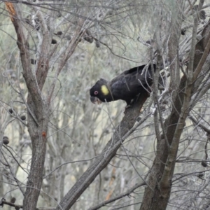 Zanda funerea at Majura, ACT - 6 Aug 2018