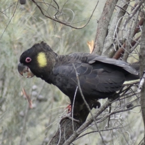 Zanda funerea at Majura, ACT - 6 Aug 2018