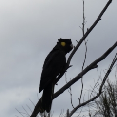 Zanda funerea at Majura, ACT - 6 Aug 2018