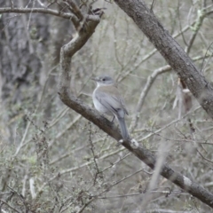 Colluricincla harmonica (Grey Shrikethrush) at Majura, ACT - 6 Aug 2018 by WalterEgo