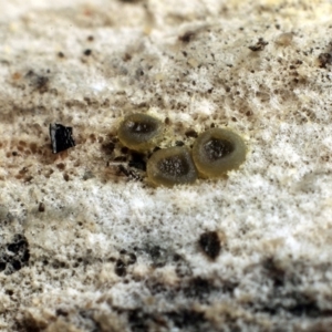 Claussenomyces ‘atrovirens group’ at Macquarie, ACT - 28 Jul 2018