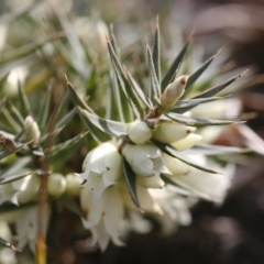 Melichrus urceolatus (Urn Heath) at Michelago, NSW - 2 Jun 2008 by Illilanga