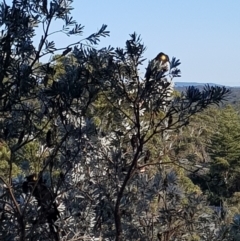 Zanda funerea (Yellow-tailed Black-Cockatoo) at Undefined - 6 Nov 2017 by DWMurray