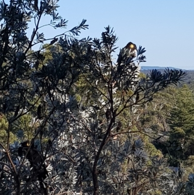 Zanda funerea (Yellow-tailed Black-Cockatoo) at Undefined - 7 Nov 2017 by DWMurray