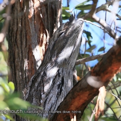 Podargus strigoides (Tawny Frogmouth) at Ulladulla, NSW - 29 Jul 2018 by CharlesDove