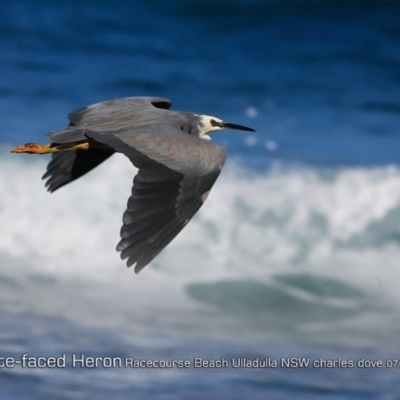 Egretta novaehollandiae (White-faced Heron) at South Pacific Heathland Reserve - 29 Jul 2018 by Charles Dove