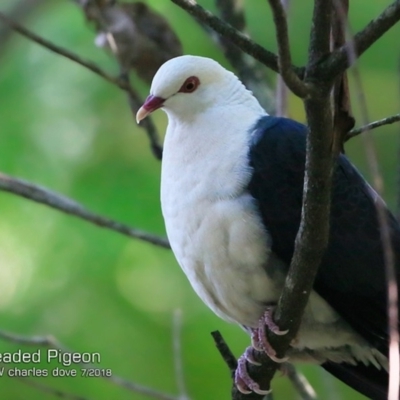 Columba leucomela (White-headed Pigeon) at Ulladulla, NSW - 25 Jul 2018 by CharlesDove