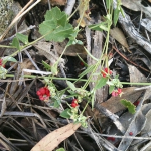 Einadia nutans at Michelago, NSW - 4 Jan 2011