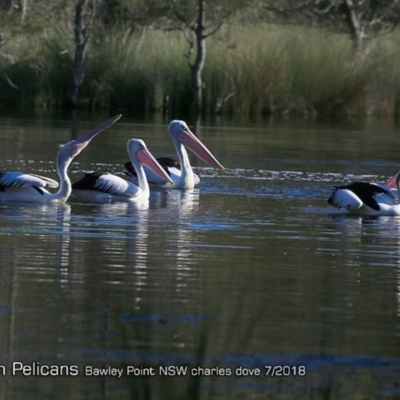 Pelecanus conspicillatus (Australian Pelican) at Undefined - 23 Jul 2018 by CharlesDove